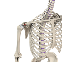 Acromioclavicular Joint Reconstruction