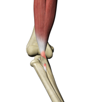 Distal Biceps Injuries